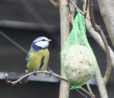 D-Blaumeise-Meisenknödel-15.jpg